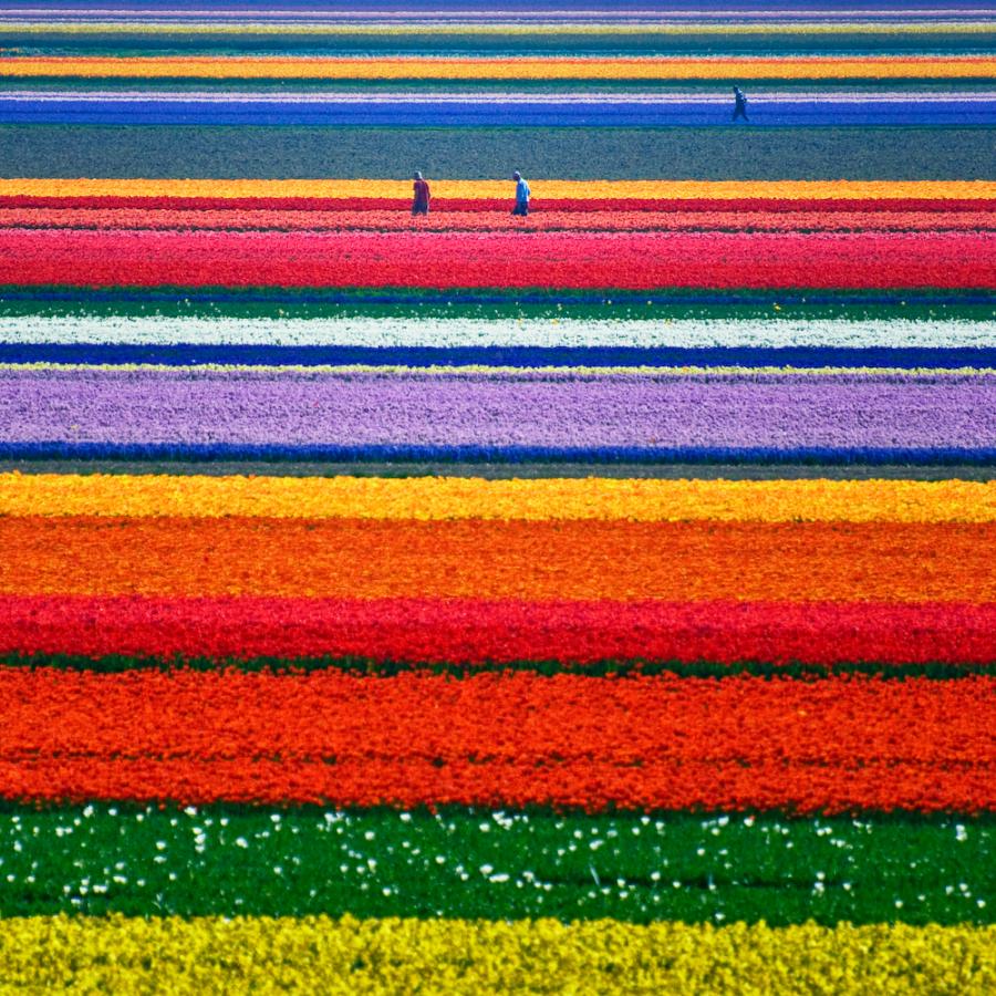 Polja tulipanov, Nizozemska