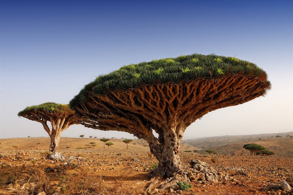 Zmajeva drevesa v Jemnu