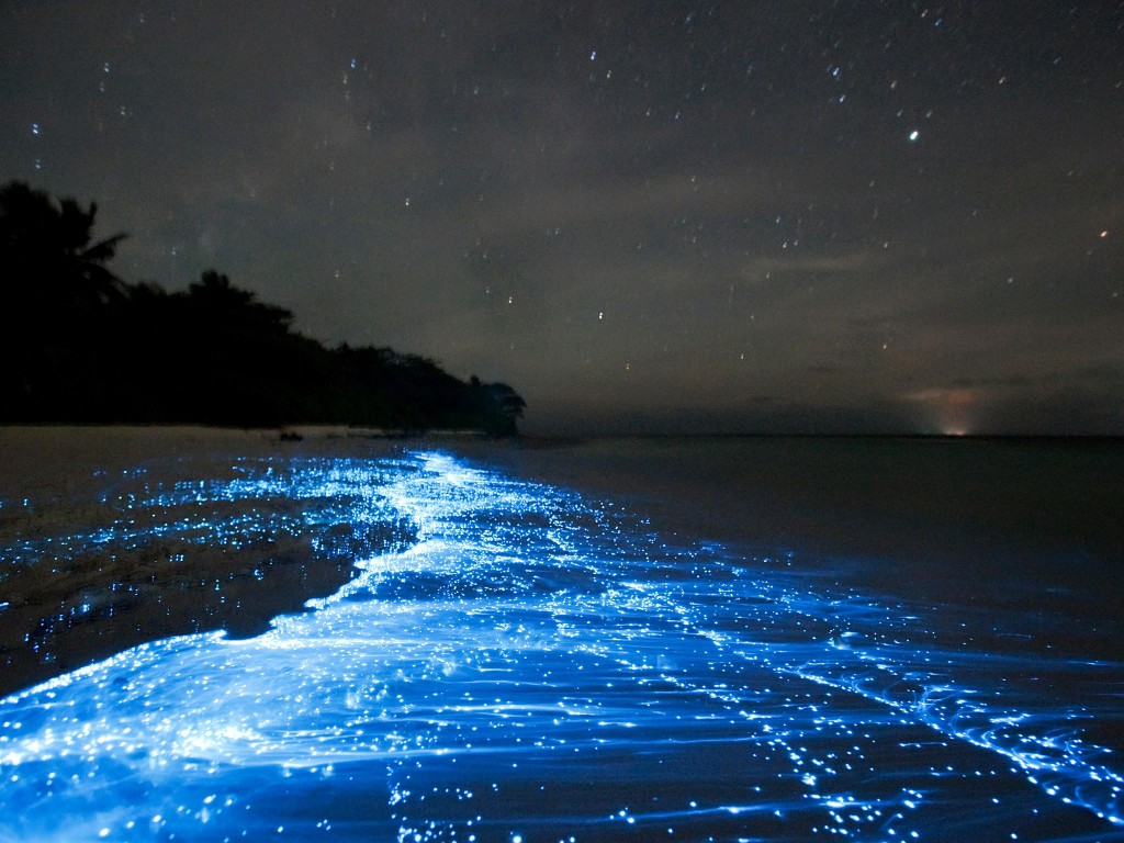 Planktoni v maldivskem zalivu