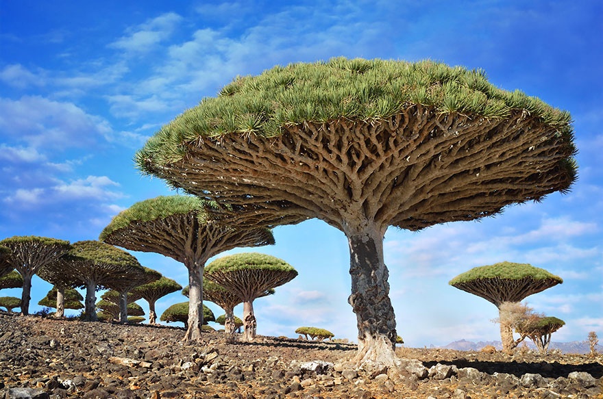 Dracaena cinnabari ali zmajevo drevo, Jemen