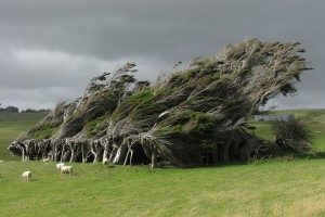 Drevesa, ki jih je upognil močan veter, Nova Zelandija.