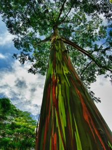 Mavrični evkaliptus, Havaji