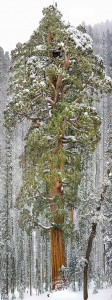 Tretje največje drevo na svetu (sekvoja), Kalifornija