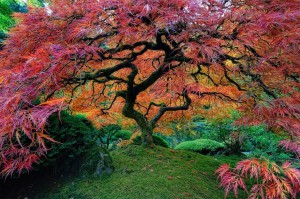 Japonski javor, Oregon, ZDA