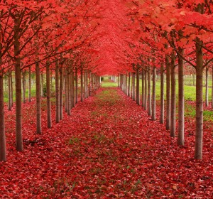 Javorjev drevored, Oregon, ZDA