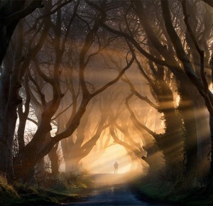 Bukov drevored, Severna Irska