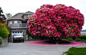 125 let star rododendrom, Kanada