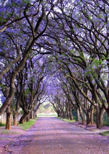 Jakaranda, Južna Afrika