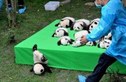 Mladič orjaške pande pade z odra med razstavo mladičev pande, rojenih v letu 2016. 29. september 2016, raziskovana baza Gian Panda Breeding v Chengdu, provinca Sečuan, Kitajska.