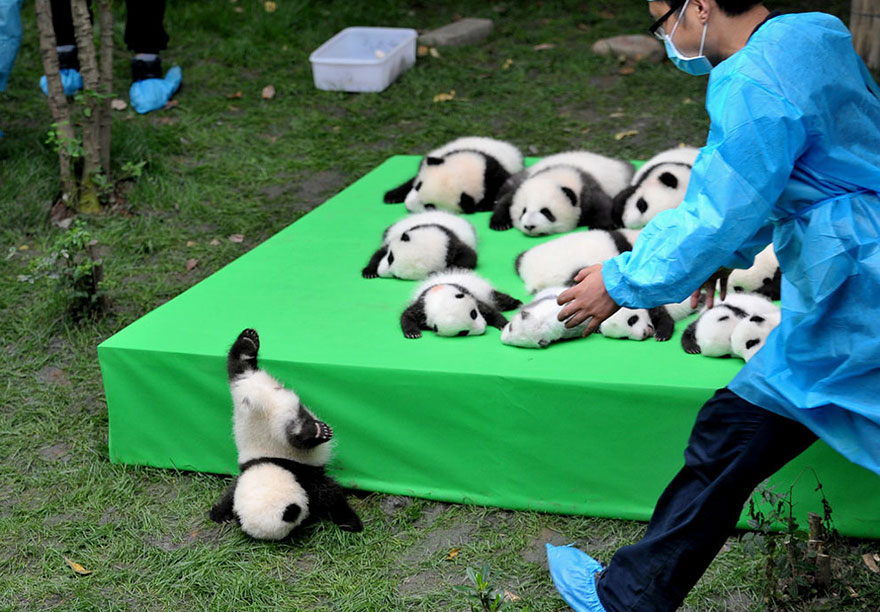 Mladič orjaške pande pade z odra med razstavo mladičev pande, rojenih v letu 2016. 29. september 2016, raziskovana baza Gian Panda Breeding v Chengdu, provinca Sečuan, Kitajska.