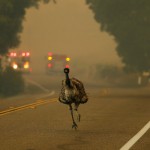Emu beži pred ognjem. 20. junij 2016, Potrero, Kalifornija, ZDA.