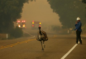 Emu beži pred ognjem. 20. junij 2016, Potrero, Kalifornija, ZDA.