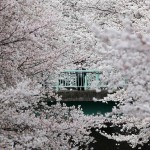 Poslovnež si ogleduje češnjeve cvetove v skoraj polnem razcvetu. 1. april 2016, Tokio, Japonska.