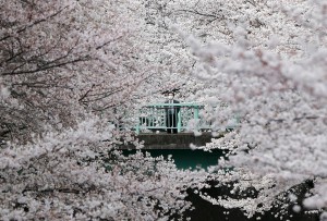 Poslovnež si ogleduje češnjeve cvetove v skoraj polnem razcvetu. 1. april 2016, Tokio, Japonska.