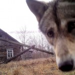 Volk pogleda v kamero v 30 kilometrskem pasu okoli jedrskega reaktorja v zapuščeni vasici Oreviči. 2. marec 2016, Černobil, Belorusija.