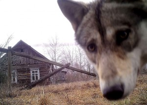 Volk pogleda v kamero v 30 kilometrskem pasu okoli jedrskega reaktorja v zapuščeni vasici Oreviči. 2. marec 2016, Černobil, Belorusija.
