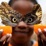 5-letni Bjorn med razstavo Sensational Butterflies v muzeju Natuaral Histroy Museum v Londonu.