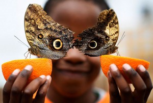 5-letni Bjorn med razstavo Sensational Butterflies v muzeju Natuaral Histroy Museum v Londonu.