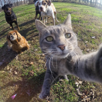 Selfi mačka s prijatelji