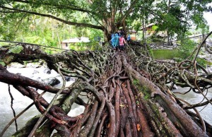 Most iz drevesnih korenin, Indonezija