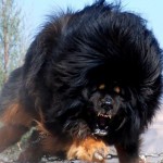 Ena izmed najbolj nenavadnih pasem psov na svetu je tibetanski mastif.