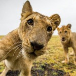 Živali, ki obvladajo selfije bolje kot ti!