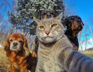 Živali, ki obvladajo selfije bolje kot ti!