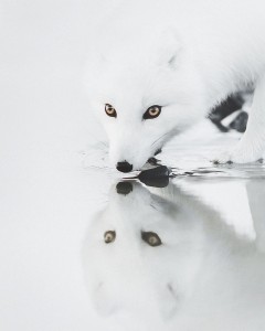 Polarna lisica