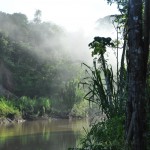 Amazonski deževni gozd, Peru