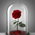 Forever Rose: rože, ki trajajo večno