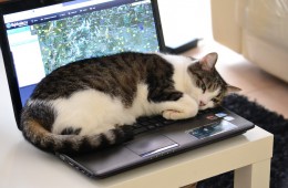 Mačke na računalnikih in knjigah